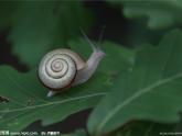 三年级科学上册2.2《蜗牛一》课件（3）教科版