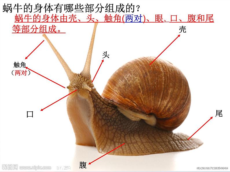 三年级科学上册2.2《蜗牛一》课件（3）教科版08