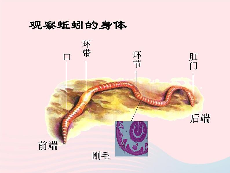 三年级科学上册2.4《蚯蚓》课件（4）教科版07