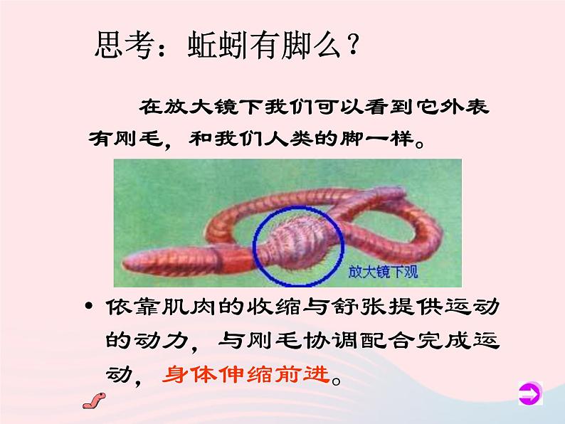 三年级科学上册2.4《蚯蚓》课件（4）教科版08