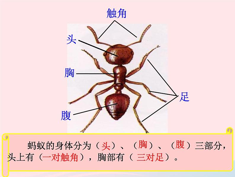 三年级科学上册2.5《蚂蚁》课件（3）教科版02