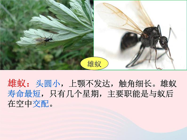 三年级科学上册2.5《蚂蚁》课件（3）教科版06