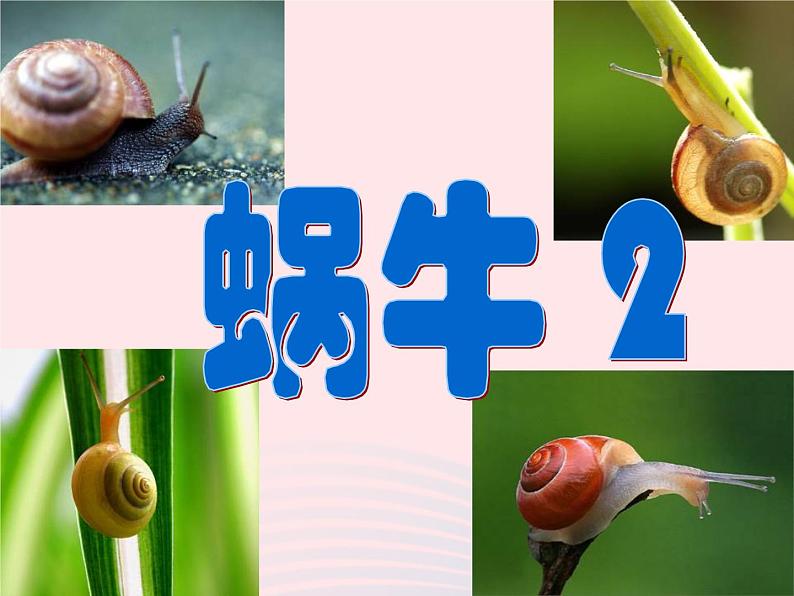 三年级科学上册2.3《蜗牛二》课件（4）教科版第1页