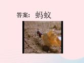 三年级科学上册2.5《蚂蚁》课件（4）教科版