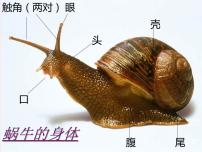 小学科学教科版三年级上册5、蚂蚁备课课件ppt