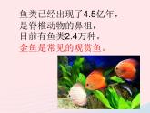 三年级科学上册2.6《金鱼》课件（3）教科版