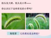 三年級科學上冊1.3《大樹和小草》課件（1）教科版