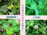 三年級科學上冊1.3《大樹和小草》課件（1）教科版