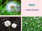 三年級科學上冊1.3《大樹和小草》課件（1）教科版