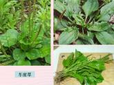 三年級科學上冊1.3《大樹和小草》課件（1）教科版