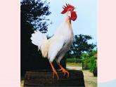 三年级科学上册第四单元家养小动物第19课《鸡》课件（1）鄂教版