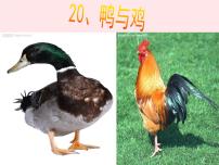 科学鄂教版20 鸭与鸡教案配套课件ppt