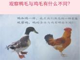 三年级科学上册第四单元家养小动物第20课《鸭与鸡》课件（1）鄂教版