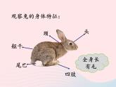 三年级科学上册第四单元家养小动物第22课《兔与猫》课件（2）鄂教版
