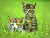 三年级科学上册第四单元家养小动物第21课《猫》课件（2）鄂教版