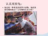 三年级科学上册第四单元家养小动物第22课《兔与猫》课件（1）鄂教版