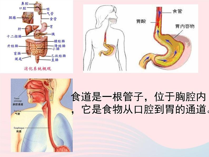 三年级科学上册第一单元生活中的食物第6课《食物的消化》课件（2）鄂教版07