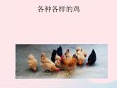 三年级科学上册第四单元家养小动物第19课《鸡》课件（2）鄂教版