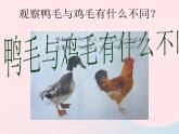三年级科学上册第四单元家养小动物第20课《鸭与鸡》课件（2）鄂教版