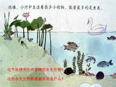 三年级科学上册2.6《金鱼》课件（4）教科版