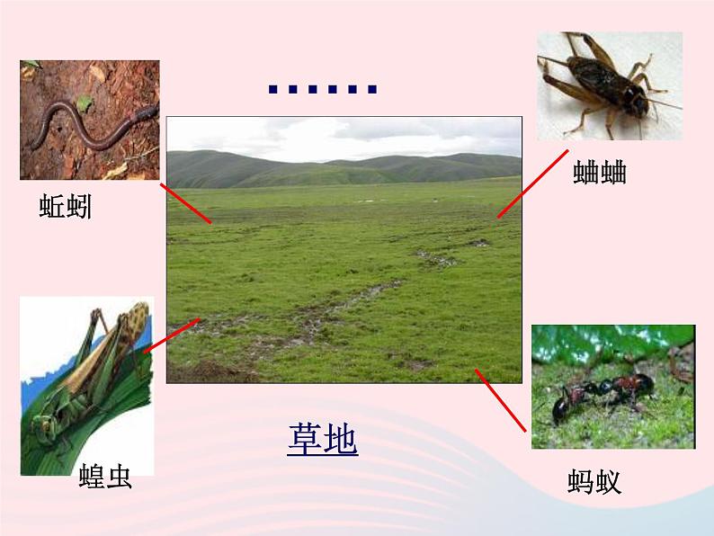 三年级科学上册2.1《寻访小动物》课件（2）教科版第7页