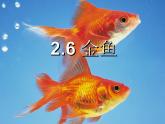 三年级科学上册2.6《金鱼》课件（6）教科版