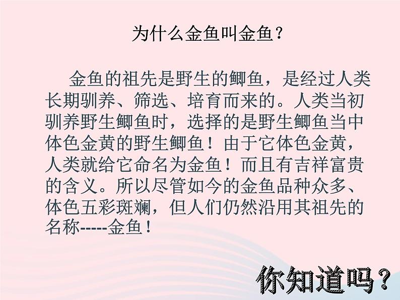 三年级科学上册2.6《金鱼》课件（6）教科版第4页