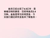 三年级科学上册2.6《金鱼》课件（6）教科版