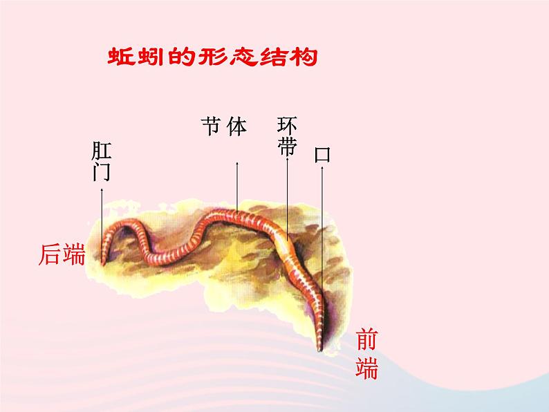 三年级科学上册2.7《动物有哪些相同特点》课件（2）教科版04