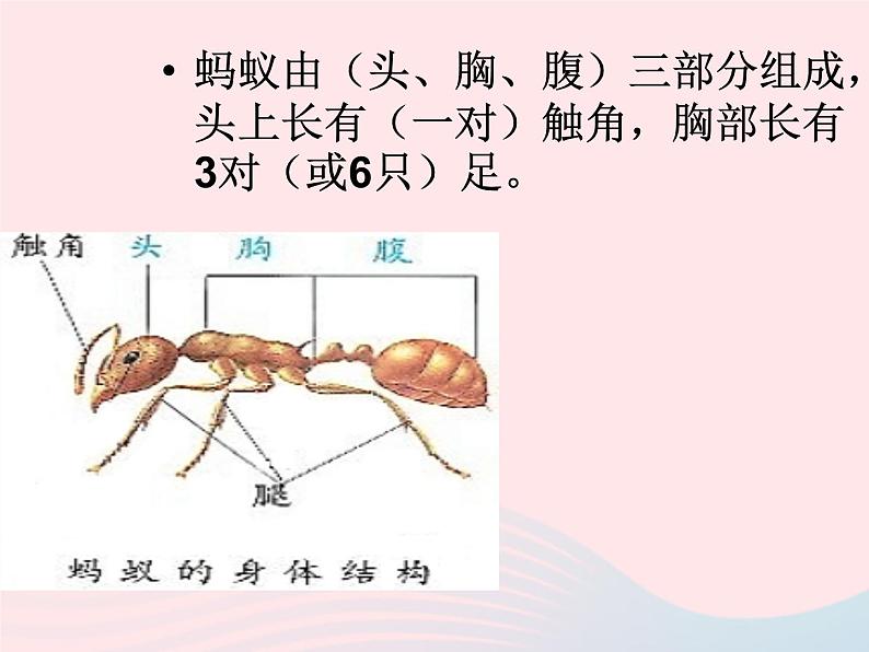 三年级科学上册2.7《动物有哪些相同特点》课件（2）教科版05