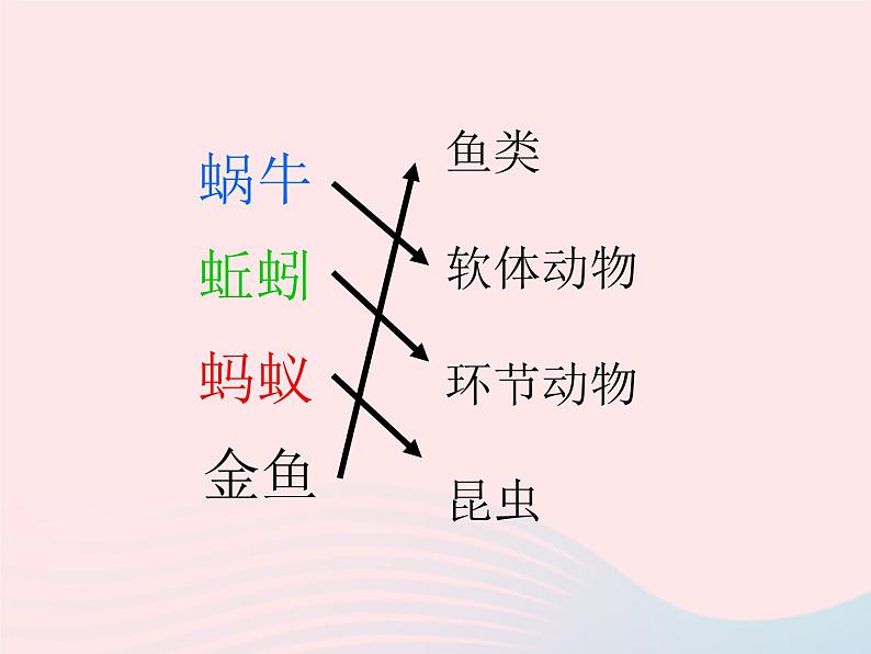 三年级科学上册2.7《动物有哪些相同特点》课件（2）教科版07