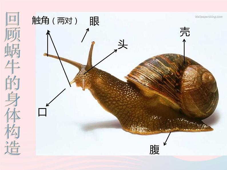 三年级科学上册2.7《动物有哪些相同特点》课件（1）教科版02