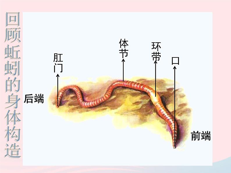 三年级科学上册2.7《动物有哪些相同特点》课件（1）教科版03