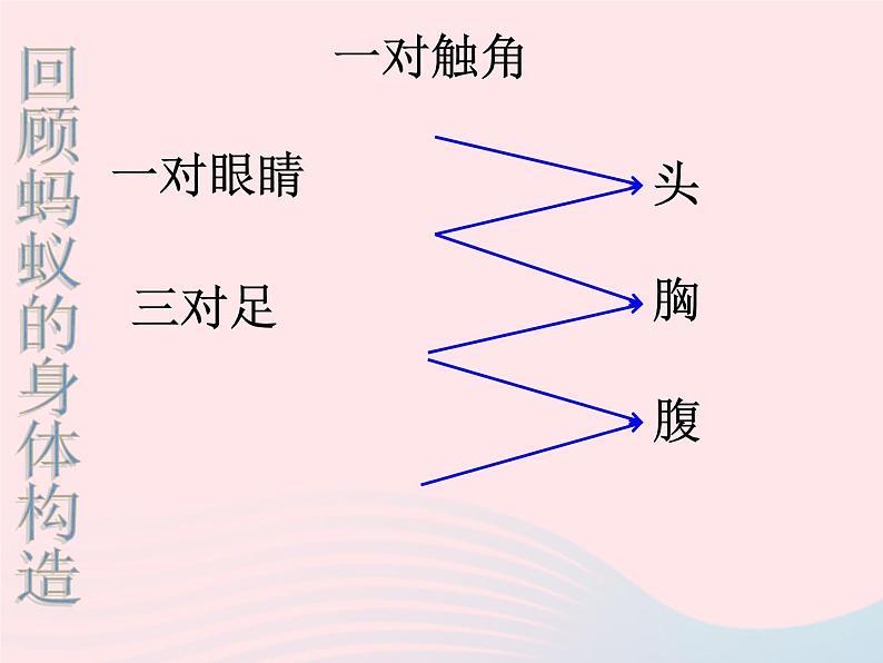 三年级科学上册2.7《动物有哪些相同特点》课件（1）教科版04