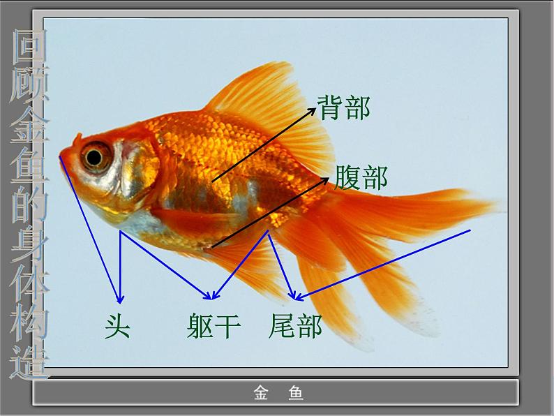 三年级科学上册2.7《动物有哪些相同特点》课件（1）教科版05