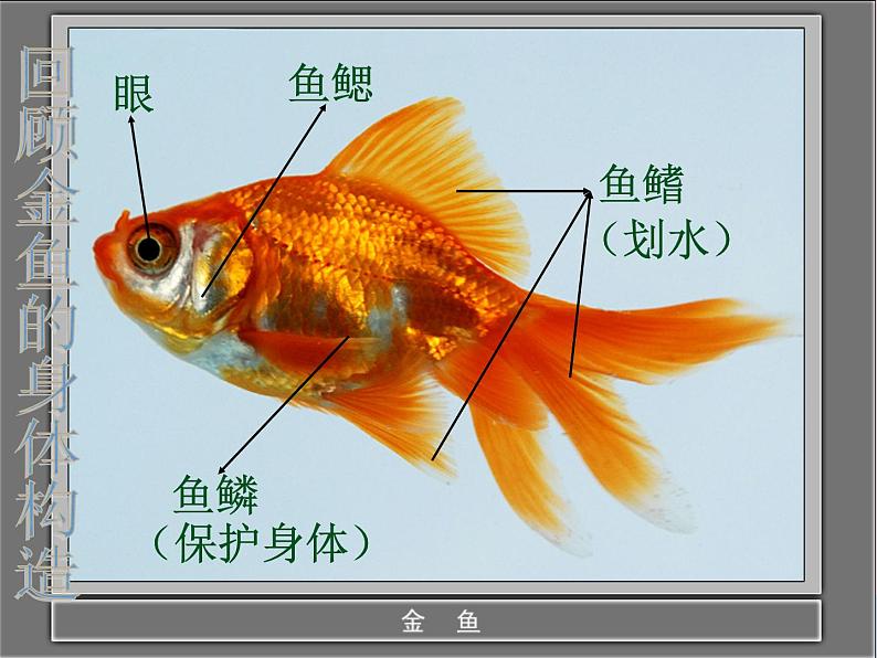 三年级科学上册2.7《动物有哪些相同特点》课件（1）教科版06