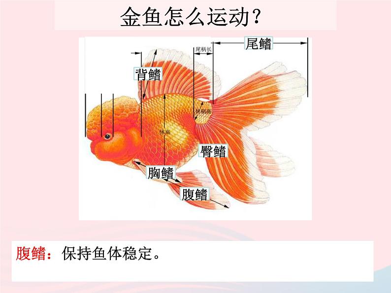 三年级科学上册2.7《动物有哪些相同特点》课件（1）教科版07