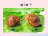 三年级科学上册2.2《蜗牛一》课件（6）教科版