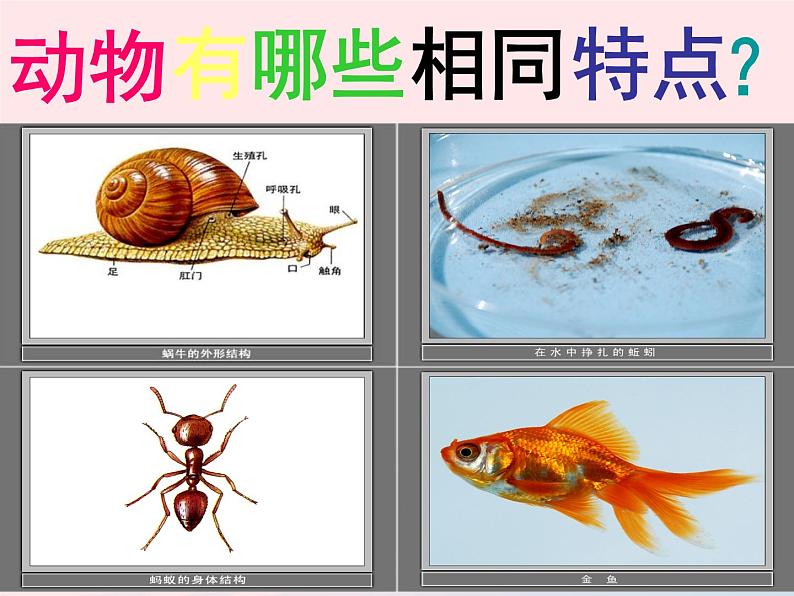 三年级科学上册2.7《动物有哪些相同特点》课件（4）教科版06