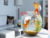 三年级科学上册2.6《金鱼》课件（1）教科版