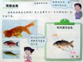 三年级科学上册2.6《金鱼》课件（1）教科版