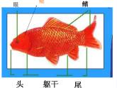 三年级科学上册2.6《金鱼》课件（1）教科版