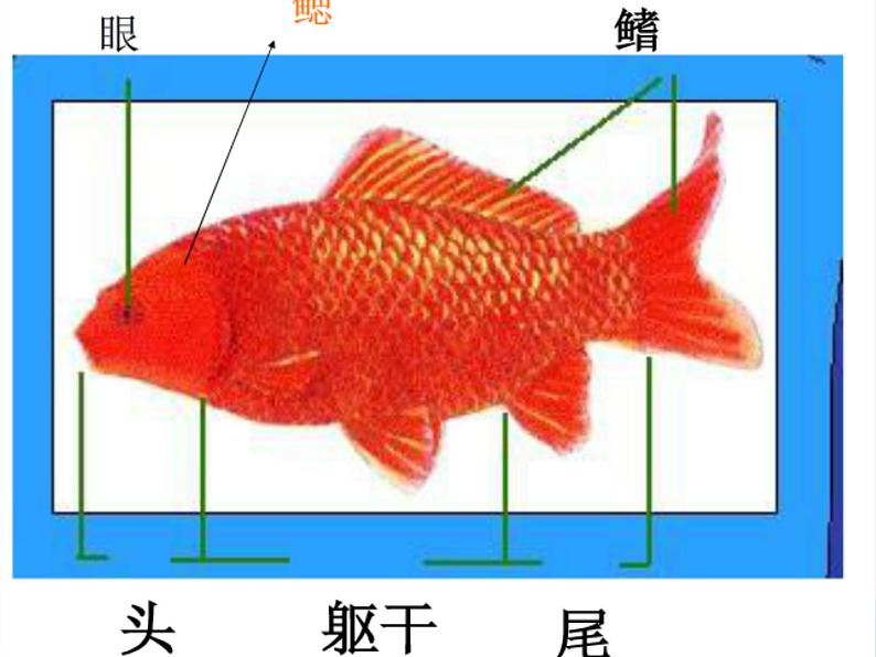 三年级科学上册2.6《金鱼》课件（1）教科版第5页