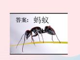 三年级科学上册2.5《蚂蚁》课件（2）教科版