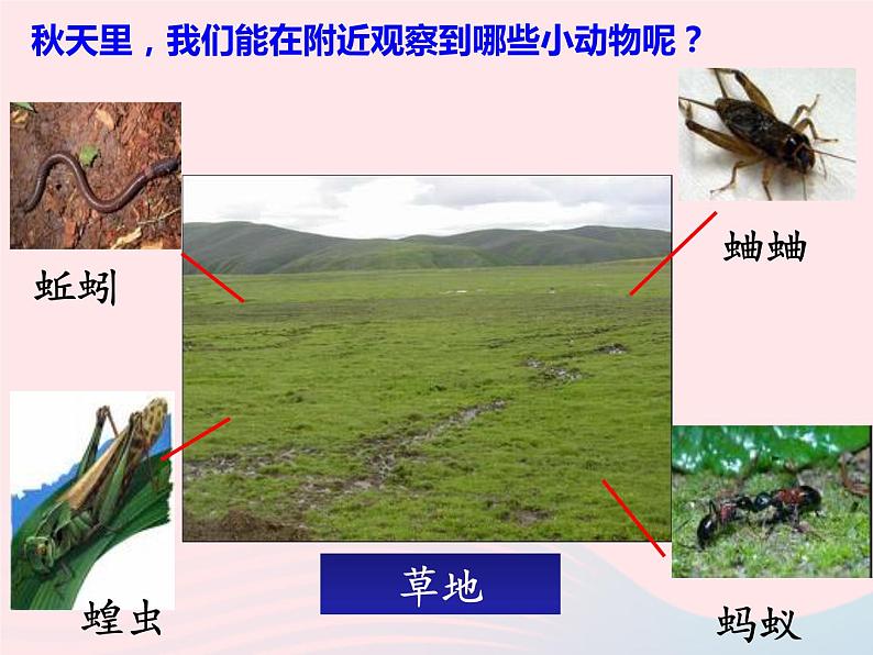 三年级科学上册2.1《寻访小动物》课件（5）教科版第8页