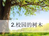 三年級(jí)科學(xué)上冊(cè)1.2《校園的樹(shù)木》課件（1）教科版