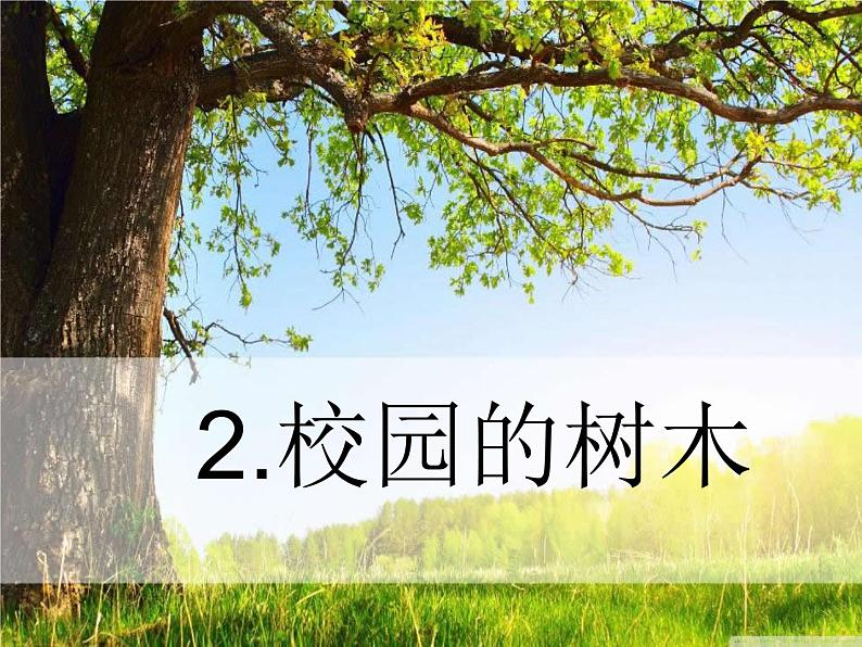 三年级科学上册1.2《校园的树木》课件（1）教科版第1页