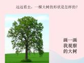 三年級(jí)科學(xué)上冊(cè)1.2《校園的樹(shù)木》課件（1）教科版