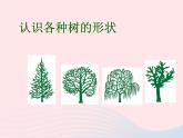 三年級(jí)科學(xué)上冊(cè)1.2《校園的樹(shù)木》課件（1）教科版