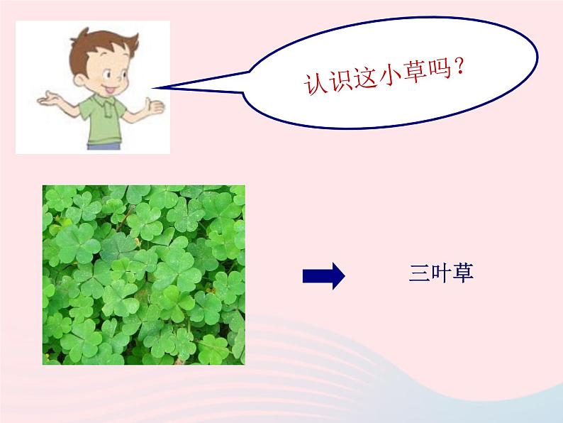 三年级科学上册1.3《大树和小草》课件（5）教科版04